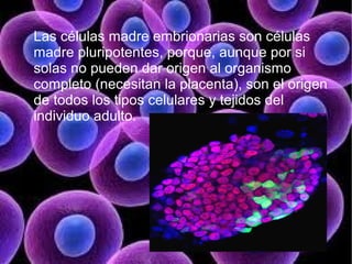 Las células madre embrionarias son células
madre pluripotentes, porque, aunque por si
solas no pueden dar origen al organismo
completo (necesitan la placenta), son el origen
de todos los tipos celulares y tejidos del
individuo adulto.
 