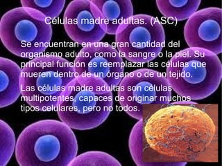 Células madre adultas. (ASC)

Se encuentran en una gran cantidad del
organismo adulto, como la sangre o la piel. Su
principal función es reemplazar las células que
mueren dentro de un órgano o de un tejido.
Las células madre adultas son células
multipotentes, capaces de originar muchos
tipos celulares, pero no todos.
 