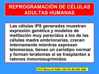 100
Las células iPS generadas muestran
expresión genética y modelos de
metilación muy parecidos a los de las
células madre embrionarias, crecen
internamente mientras expresan
telomerasa, tienen un cariotipo normal
y forman teratomas si se trasplantan a
ratones inmunosuprimidos
Ch.E. Murry y G. Keller. Cell 132; 661-680, 2008
REPROGRAMACIÓN DE CÉLULAS
ADULTAS HUMANAS
 