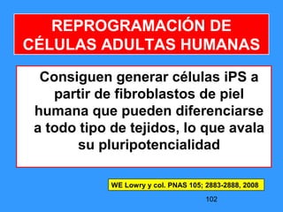 102
Consiguen generar células iPS a
partir de fibroblastos de piel
humana que pueden diferenciarse
a todo tipo de tejidos, lo que avala
su pluripotencialidad
WE Lowry y col. PNAS 105; 2883-2888, 2008
REPROGRAMACIÓN DE
CÉLULAS ADULTAS HUMANAS
 