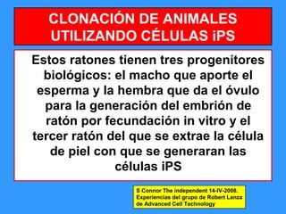 105
CLONACIÓN DE ANIMALES
UTILIZANDO CÉLULAS iPS
Estos ratones tienen tres progenitores
biológicos: el macho que aporte el
esperma y la hembra que da el óvulo
para la generación del embrión de
ratón por fecundación in vitro y el
tercer ratón del que se extrae la célula
de piel con que se generaran las
células iPS
S Connor The independent 14-IV-2008.
Experiencias del grupo de Robert Lanza
de Advanced Cell Technology
 