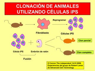 106
.
.
.
Reprogramar
Fibroblasto Células iPS
Clon parcial
Clon completoCélula iPS Embrión de ratón
Fusión
CLONACIÓN DE ANIMALES
UTILIZANDO CÉLULAS iPS
S Connor The independent 14-IV-2008.
Experiencias del grupo de Robert Lanza
de Advanced Cell Technology
 