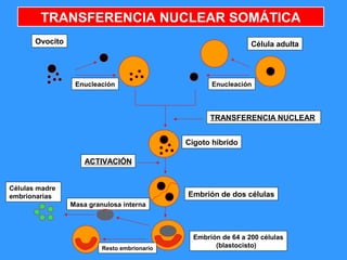 12
TRANSFERENCIA NUCLEAR SOMÁTICA
Ovocito Célula adulta
Enucleación Enucleación
ACTIVACIÓN
TRANSFERENCIA NUCLEAR
Cigoto híbrido
Embrión de dos células
Masa granulosa interna
Resto embrionario
Células madre
embrionarias
Embrión de 64 a 200 células
(blastocisto)
 