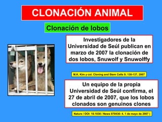 15
Clonación de lobos
Investigadores de la
Universidad de Seúl publican en
marzo de 2007 la clonación de
dos lobos, Snuwolf y Snuwolffy
M.K. Kim y col. Cloning and Stem Cells 9; 130-137, 2007
Nature / DOI: 10.1038 / News 070430- 4. 1 de mayo de 2007 )
Un equipo de la propia
Universidad de Seúl confirma, el
27 de abril de 2007, que los lobos
clonados son genuinos clones
CLONACIÓN ANIMAL
 
