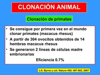 16
• Se consigue por primera vez en el mundo
clonar primates (macacus rhesus)
• A partir de 304 ovocitos obtenidos de 14
hembras macacus rhesus
• Se generaron 2 líneas de células madre
embrionarias
Eficiencia 0.7%
J.A. Byrne y col. Nature 450; 497-502, 2007
CLONACIÓN ANIMAL
Clonación de primates
 