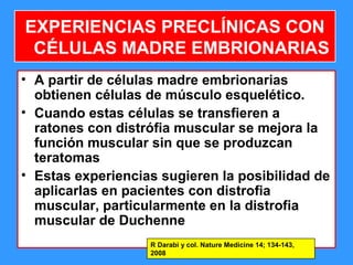 23
• A partir de células madre embrionarias
obtienen células de músculo esquelético.
• Cuando estas células se transfieren a
ratones con distrófia muscular se mejora la
función muscular sin que se produzcan
teratomas
• Estas experiencias sugieren la posibilidad de
aplicarlas en pacientes con distrofia
muscular, particularmente en la distrofia
muscular de Duchenne
EXPERIENCIAS PRECLÍNICAS CON
CÉLULAS MADRE EMBRIONARIAS
R Darabi y col. Nature Medicine 14; 134-143,
2008
 