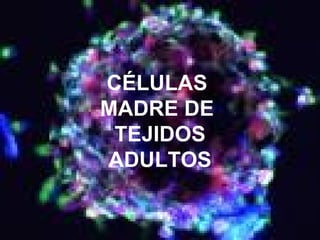 27
CÉLULAS
MADRE DE
TEJIDOS
ADULTOS
 