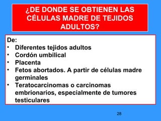 28
¿DE DONDE SE OBTIENEN LAS
CÉLULAS MADRE DE TEJIDOS
ADULTOS?
De:
• Diferentes tejidos adultos
• Cordón umbilical
• Placenta
• Fetos abortados. A partir de células madre
germinales
• Teratocarcinomas o carcinomas
embrionarios, especialmente de tumores
testiculares
 