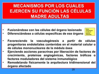 29
• Fusionándose con las células del órgano lesionado
• Diferenciándose a células específicas de ese órgano
• Favoreciendo la vasculogénesis a partir de células
progenitoras endoteliales contenidas en el material celular o
de células mononucleares de la médula ósea
• Ejerciendo acciones paracrinas por liberación de factores de
crecimiento, proteínas angiogénicas, factores tróficos o
factores moduladores del sistema inmunológico
• Remodelando físicamente la arquitectura tridimensional del
órgano afectado
MECANISMOS POR LOS CUALES
EJERCEN SU FUNCIÓN LAS CÉLULAS
MADRE ADULTAS
Estos
mecanismos
in vivo no
parecen
relevantes
 