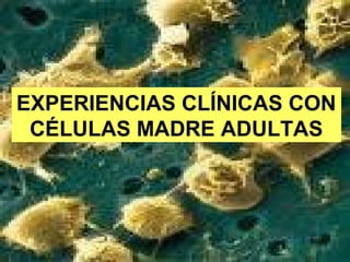 30
EXPERIENCIAS CLÍNICAS CON
CÉLULAS MADRE ADULTAS
 