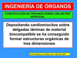 46
INGENIERÍA DE ÓRGANOS
Depositando cardiomiocitos sobre
delgadas láminas de material
biocompatible se ha conseguido
formar estructuras orgánicas de
tres dimensiones
A.W. Feinberg y col. Science 317; 1366-1370, 2007
CONSTRUCCIÓN DE ÓRGANOS SOBRE UNA MATRIZ
ARTIFICIAL
 