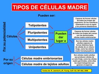 5
TIPOS DE CÉLULAS MADRE
Pueden ser:
Totipotentes
Pluripotentes
Multipotentes
Unipotentes
Pueden
dar
lugar a
Capaces de formar células
de todos los linajes del
organismo. En los mamíferos
solamente lo son el cigoto
y los primeros blastómeros
Capaces de formar células
de todos los linajes del cuerpo,
son las denominadas
células madre embrionarias.
Son las células madre
adultas capaces de
formar distintos tipos
de células de un mismo
linaje, como las células
madre hematopoyéticas
Son células madre adultas
que producen células de
un solo linaje, como las células
madre germinales, entre ellas
las espermatogonias que
generan el esperma
Células
Porsupotencialidad
Células madre embrionarias
Células madre de tejidos adultos
Por su
origen
Textos de: R. Jaenisch y R. Young. Cell 132; 567-582, 2008
 