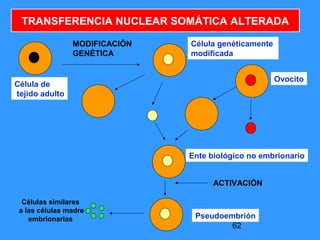 62
TRANSFERENCIA NUCLEAR SOMÁTICA ALTERADA
Célula de
tejido adulto
Célula genéticamente
modificada
MODIFICACIÓN
GENÉTICA
Ovocito
Ente biológico no embrionario
Células similares
a las células madre
embrionarias
ACTIVACIÓN
Pseudoembrión
 