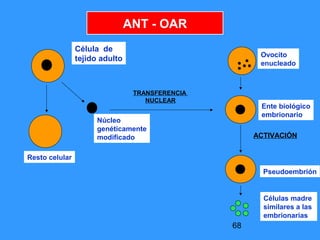 68
ANT - OAR
Resto celular
Núcleo
genéticamente
modificado
TRANSFERENCIA
NUCLEAR
Ovocito
enucleado
Ente biológico
embrionario
ACTIVACIÓN
Pseudoembrión
Células madre
similares a las
embrionarias
Célula de
tejido adulto
 