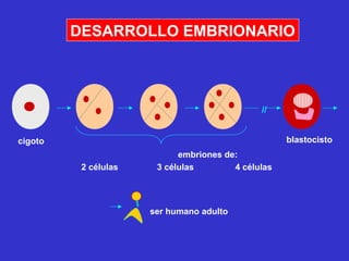 7
//
cigoto
embriones de:
2 células 3 células 4 células
ser humano adulto
blastocisto
DESARROLLO EMBRIONARIO
 