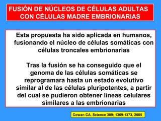 72
FUSIÓN DE NÚCLEOS DE CÉLULAS ADULTAS
CON CÉLULAS MADRE EMBRIONARIAS
Esta propuesta ha sido aplicada en humanos,
fusionando el núcleo de células somáticas con
células troncales embrionarias
Tras la fusión se ha conseguido que el
genoma de las células somáticas se
reprogramara hasta un estado evolutivo
similar al de las células pluripotentes, a partir
del cual se pudieron obtener líneas celulares
similares a las embrionarias
Cowan CA. Science 309; 1369-1373, 2005
 