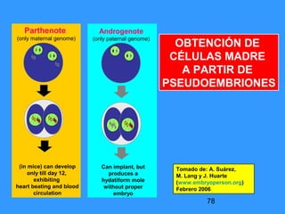 78
fg
fg
Parthenote
(only maternal genome)
(in mice) can develop
only till day 12,
exhibiting
heart beating and blood
circulation
Androgenote
(only paternal genome)
Can implant, but
produces a
hydatiform mole
without proper
embryo
Tomado de: A. Suárez,
M. Lang y J. Huarte
(www.embryoperson.org)
Febrero 2006
OBTENCIÓN DE
CÉLULAS MADRE
A PARTIR DE
PSEUDOEMBRIONES
 