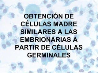 79
OBTENCIÓN DE
CÉLULAS MADRE
SIMILARES A LAS
EMBRIONARIAS A
PARTIR DE CÉLULAS
GERMINALES
 