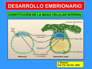 8
DESARROLLO EMBRIONARIO
J. Rossant
Cell 132, 527-531, 2008
CONSTITUCIÓN DE LA MASA CELULAR INTERNA
 