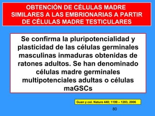 80
OBTENCIÓN DE CÉLULAS MADRE
SIMILARES A LAS EMBRIONARIAS A PARTIR
DE CÉLULAS MADRE TESTICULARES
Se confirma la pluripotencialidad y
plasticidad de las células germinales
masculinas inmaduras obtenidas de
ratones adultos. Se han denominado
células madre germinales
multipotenciales adultas o células
maGSCs
Guan y col. Nature 440; 1199 – 1203, 2006
 