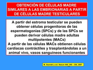 82
OBTENCIÓN DE CÉLULAS MADRE
SIMILARES A LAS EMBRIONARIAS A PARTIR
DE CÉLULAS MADRE TESTICULARES
A partir del estroma testicular se pueden
obtener células progenitoras de las
espermatogonias (SPCs) y de las SPCs se
pueden derivar células madre adultas
multipotentes (MACs)
A partir de las células MACs obtienen células
cardíacas contráctiles y trasplantándolas a un
animal vivo, vasos sanguíneos funcionantes
M. Seandel y col. Nature 449; 346 – 350, 2007
 