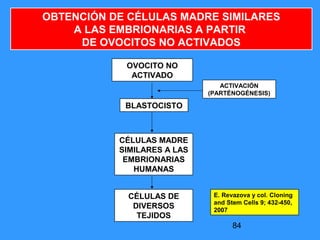 84
OVOCITO NO
ACTIVADO
BLASTOCISTO
CÉLULAS MADRE
SIMILARES A LAS
EMBRIONARIAS
HUMANAS
CÉLULAS DE
DIVERSOS
TEJIDOS
ACTIVACIÓN
(PARTÉNOGÉNESIS)
OBTENCIÓN DE CÉLULAS MADRE SIMILARES
A LAS EMBRIONARIAS A PARTIR
DE OVOCITOS NO ACTIVADOS
E. Revazova y col. Cloning
and Stem Cells 9; 432-450,
2007
 