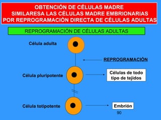 90
Célula adulta
Célula pluripotente
Células de todo
tipo de tejidos
REPROGRAMACIÓN
REPROGRAMACIÓN DE CÉLULAS ADULTAS
Célula totipotente Embrión
OBTENCIÓN DE CÉLULAS MADRE
SIMILARESA LAS CÉLULAS MADRE EMBRIONARIAS
POR REPROGRAMACIÓN DIRECTA DE CÉLULAS ADULTAS
 