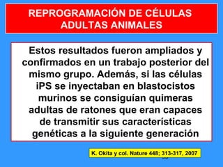 93
REPROGRAMACIÓN DE CÉLULAS
ADULTAS ANIMALES
K. Okita y col. Nature 448; 313-317, 2007
Estos resultados fueron ampliados y
confirmados en un trabajo posterior del
mismo grupo. Además, si las células
iPS se inyectaban en blastocistos
murinos se consiguían quimeras
adultas de ratones que eran capaces
de transmitir sus características
genéticas a la siguiente generación
 