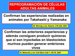 94
Confirman las experiencias realizadas en
animales por Takahashi y Yamanaka
M. Wernig y col. Nature; 318-324, 2007
REPROGRAMACIÓN DE CÉLULAS
ADULTAS ANIMALES
Confirman las anteriores experiencias y
además consiguen producir quimeras
que si son inyectadas en blastocistos
murinos pueden generar embriones
vivos
N. Maherali y col. Cell Stem Cell 1; 55-70, 2007
 