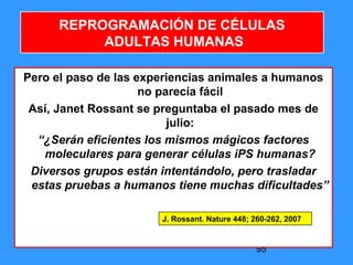 95
REPROGRAMACIÓN DE CÉLULAS
ADULTAS HUMANAS
Pero el paso de las experiencias animales a humanos
no parecía fácil
Así, Janet Rossant se preguntaba el pasado mes de
julio:
“¿Serán eficientes los mismos mágicos factores
moleculares para generar células iPS humanas?
Diversos grupos están intentándolo, pero trasladar
estas pruebas a humanos tiene muchas dificultades”
J. Rossant. Nature 448; 260-262, 2007
 