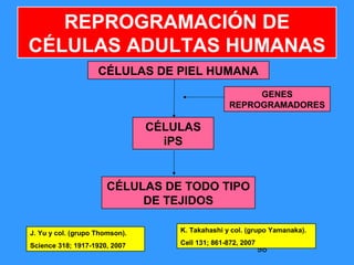98
CÉLULAS DE PIEL HUMANA
CÉLULAS
iPS
GENES
REPROGRAMADORES
CÉLULAS DE TODO TIPO
DE TEJIDOS
REPROGRAMACIÓN DE
CÉLULAS ADULTAS HUMANAS
J. Yu y col. (grupo Thomson).
Science 318; 1917-1920, 2007
K. Takahashi y col. (grupo Yamanaka).
Cell 131; 861-872, 2007
 