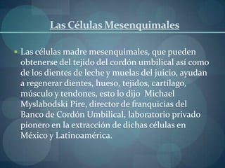 Las Células Mesenquimales
 Las células madre mesenquimales, que pueden
obtenerse del tejido del cordón umbilical así como
de los dientes de leche y muelas del juicio, ayudan
a regenerar dientes, hueso, tejidos, cartílago,
músculo y tendones, esto lo dijo Michael
Myslabodski Pire, director de franquicias del
Banco de Cordón Umbilical, laboratorio privado
pionero en la extracción de dichas células en
México y Latinoamérica.
 