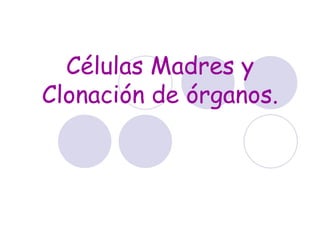Células Madres y
Clonación de órganos.
                    
 