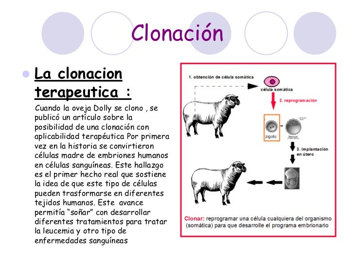 Células madre y clonación de órganos.
