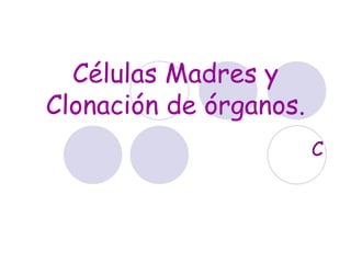 Células Madres y
Clonación de órganos.
                        C
 