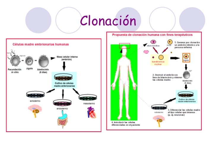 CéLulas Madres Y ClonacióN De óRganos