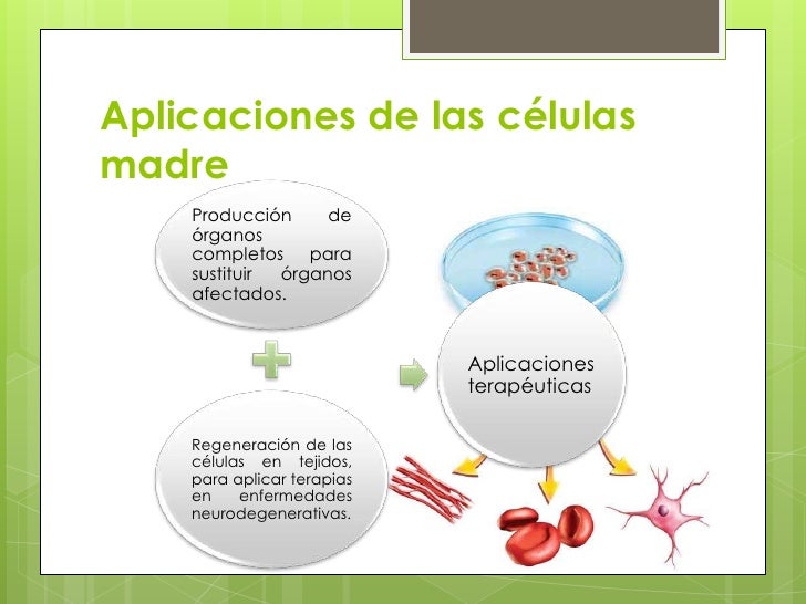 Cuales Son Las Aplicaciones De Las Celulas Madre