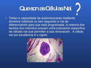 Que son as Células Nai Teñen a capacidade de autorrenovarse mediante divisións mitóticas ou ben seguindo a vía de diferenciación para que está programada. A maioría dos tecidos dun individuo posúen unha poboación específica de células nai que permiten a súa renovación .  A célula nai por excelencia é o cigoto ? 