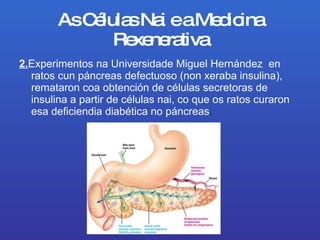 As Células Nai e a Medicina Rexenerativa 2. Experimentos na Universidade Miguel Hernández en ratos cun páncreas defectuoso (non xerabainsulina), remataron coa obtención de células secretoras de insulina a partir de células nai, co que os ratos curaron esa deficiendiadiabética no páncreas . 