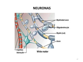 NEURONAS 