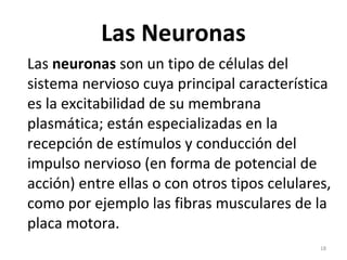 Las Neuronas Las  neuronas  son un tipo de células del sistema nervioso cuya principal característica es la excitabilidad de su membrana plasmática; están especializadas en la recepción de estímulos y conducción del impulso nervioso (en forma de potencial de acción) entre ellas o con otros tipos celulares, como por ejemplo las fibras musculares de la placa motora. 