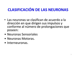 CLASIFICACIÓN DE LAS NEURONAS Las neuronas se clasifican de acuerdo a la dirección en que dirigen sus impulsos y conforme al número de prolongaciones que poseen: Neuronas Sensoriales Neuronas Motoras. Interneuronas. 