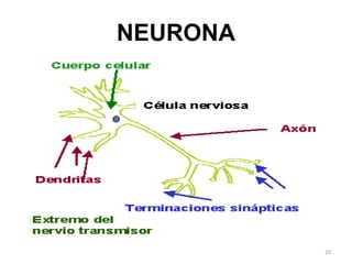 NEURONA 