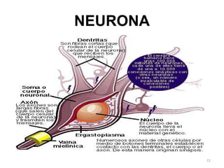 NEURONA 