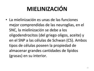 MIELINIZACIÓN La mielinización es unas de las funciones mejor comprendidas de las neuroglias, en el SNC, la mielinización se debe a los oligodendrocitos (del griego oligos, aceite) y en el SNP a las células de Schwan (CS). Ambos tipos de células poseen la propiedad de almacenar grandes cantidades de lípidos (grasas) en su interior. 