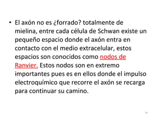 El axón no es ¿forrado? totalmente de mielina, entre cada célula de Schwan existe un pequeño espacio donde el axón entra en contacto con el medio extracelular, estos espacios son conocidos como  nodos de Ranvier.  Estos nodos son en extremo importantes pues es en ellos donde el impulso electroquímico que recorre el axón se recarga para continuar su camino. 