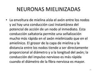 NEURONAS MIELINIZADAS La envoltura de mielina aísla el axón entre los nodos y así hay una conducción casi instantánea del potencial de acción de un nodo al inmediato. Esta conducción saltatoria permite una señalización mucho más rápida en el axón mielinizado que en el amielínico. El grosor de la capa de mielina y la distancia entre los nodos tiende a ser directamente proporcional al diámetro y a la longitud del axón; la conducción del impulso nervioso es más rápida cuando el diámetro de la fibra nerviosa es mayor. 