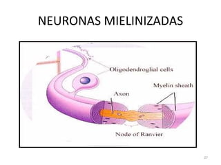 NEURONAS MIELINIZADAS 