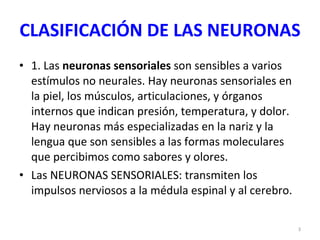 CLASIFICACIÓN DE LAS NEURONAS 1. Las  neuronas sensoriales  son sensibles a varios estímulos no neurales. Hay neuronas sensoriales en la piel, los músculos, articulaciones, y órganos internos que indican presión, temperatura, y dolor. Hay neuronas más especializadas en la nariz y la lengua que son sensibles a las formas moleculares que percibimos como sabores y olores.  Las NEURONAS SENSORIALES: transmiten los impulsos nerviosos a la médula espinal y al cerebro. 