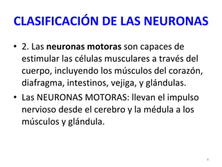 CLASIFICACIÓN DE LAS NEURONAS 2. Las  neuronas motoras  son capaces de estimular las células musculares a través del cuerpo, incluyendo los músculos del corazón, diafragma, intestinos, vejiga, y glándulas. Las NEURONAS MOTORAS: llevan el impulso nervioso desde el cerebro y la médula a los músculos y glándula. 